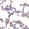 Nuclear Receptor Subfamily 5 Group A Member 2 antibody, LS-C334273, Lifespan Biosciences, Immunohistochemistry paraffin image 
