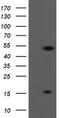 ALX Homeobox 4 antibody, M05075-1, Boster Biological Technology, Western Blot image 