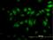 CDC Like Kinase 3 antibody, H00001198-M05, Novus Biologicals, Immunocytochemistry image 