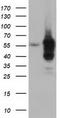 Cytoplasmic dynein 1 light intermediate chain 1 antibody, TA501511S, Origene, Western Blot image 