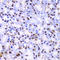 X-Ray Repair Cross Complementing 4 antibody, LS-C331631, Lifespan Biosciences, Immunohistochemistry frozen image 