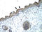 MYB Proto-Oncogene Like 2 antibody, P100748_P050, Aviva Systems Biology, Immunohistochemistry frozen image 