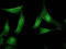AHSA1 antibody, LS-C231389, Lifespan Biosciences, Immunofluorescence image 