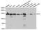 Importin 5 antibody, orb167137, Biorbyt, Western Blot image 