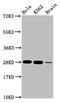 Histone Cluster 1 H1 Family Member E antibody, LS-C670387, Lifespan Biosciences, Western Blot image 