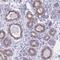 RasGEF Domain Family Member 1B antibody, NBP1-82015, Novus Biologicals, Immunohistochemistry frozen image 