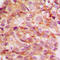 Collagen Type V Alpha 3 Chain antibody, LS-C353420, Lifespan Biosciences, Immunohistochemistry frozen image 
