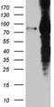 Eukaryotic Translation Elongation Factor 1 Delta antibody, CF811677, Origene, Western Blot image 