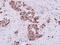 Myo-Inositol Oxygenase antibody, NBP2-15030, Novus Biologicals, Immunohistochemistry frozen image 