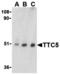 Tetratricopeptide Repeat Domain 5 antibody, MBS150525, MyBioSource, Western Blot image 