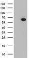 Cryptochrome-2 antibody, TA502905, Origene, Western Blot image 