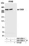 Chromodomain Helicase DNA Binding Protein 8 antibody, A301-225A, Bethyl Labs, Immunoprecipitation image 
