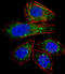 Zinc Finger Protein 81 antibody, abx028883, Abbexa, Immunocytochemistry image 