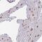 Zinc Finger And BTB Domain Containing 1 antibody, PA5-62203, Invitrogen Antibodies, Immunohistochemistry frozen image 
