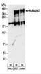 Interactor Of Little Elongation Complex ELL Subunit 1 antibody, NBP2-32090, Novus Biologicals, Western Blot image 