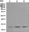 TYRO Protein Tyrosine Kinase Binding Protein antibody, ab124834, Abcam, Western Blot image 
