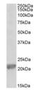 Glutathione Peroxidase 1 antibody, orb43512, Biorbyt, Western Blot image 