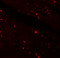 Klotho antibody, 6107, ProSci Inc, Immunofluorescence image 