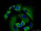 Matrix Metallopeptidase 28 antibody, 18237-1-AP, Proteintech Group, Immunofluorescence image 