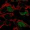 POU Class 3 Homeobox 4 antibody, NBP2-68787, Novus Biologicals, Immunofluorescence image 