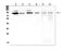 Sp1 Transcription Factor antibody, A00110-1, Boster Biological Technology, Western Blot image 