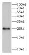 Calneuron 1 antibody, FNab01209, FineTest, Western Blot image 