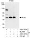 NudE Neurodevelopment Protein 1 antibody, A301-974A, Bethyl Labs, Immunoprecipitation image 