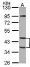Mannose Phosphate Isomerase antibody, TA308211, Origene, Western Blot image 
