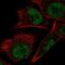 ElaC Ribonuclease Z 1 antibody, NBP2-57039, Novus Biologicals, Immunofluorescence image 