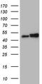 Heterogeneous nuclear ribonucleoprotein H antibody, TA810861S, Origene, Western Blot image 