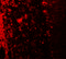 Leucine Rich Repeat Transmembrane Neuronal 2 antibody, 6169, ProSci, Immunofluorescence image 