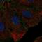 CD99 Molecule Like 2 antibody, HPA061400, Atlas Antibodies, Immunocytochemistry image 
