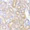 Pancreatic Lipase antibody, 22-186, ProSci, Immunohistochemistry frozen image 