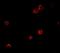 Sperm Acrosome Associated 9 antibody, NBP2-82011, Novus Biologicals, Immunofluorescence image 
