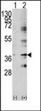 Baculoviral IAP repeat-containing protein 7 antibody, AP13091PU-N, Origene, Western Blot image 