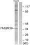Taste 2 Receptor Member 39 antibody, LS-C120959, Lifespan Biosciences, Western Blot image 