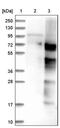 Schwannomin-interacting protein 1 antibody, PA5-51873, Invitrogen Antibodies, Western Blot image 