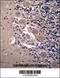 Neuronal Pentraxin Receptor antibody, 56-878, ProSci, Immunohistochemistry frozen image 