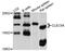 C-Type Lectin Domain Containing 5A antibody, abx002111, Abbexa, Western Blot image 