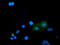 Bridging Integrator 3 antibody, TA501912, Origene, Immunofluorescence image 