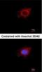 Poly(A) RNA polymerase, mitochondrial antibody, NBP2-43686, Novus Biologicals, Immunofluorescence image 