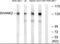 SH3 And Multiple Ankyrin Repeat Domains 2 antibody, PA5-39454, Invitrogen Antibodies, Western Blot image 