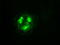 Cyclin Dependent Kinase 5 antibody, TA500397, Origene, Immunofluorescence image 