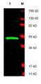 LIM Domain Binding 1 antibody, GTX48750, GeneTex, Western Blot image 
