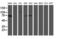 Mitochondrial Intermediate Peptidase antibody, TA800222S, Origene, Western Blot image 
