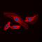 NFKB Inhibitor Epsilon antibody, orb101814, Biorbyt, Immunofluorescence image 