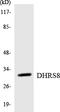 Hydroxysteroid 17-Beta Dehydrogenase 11 antibody, LS-C291880, Lifespan Biosciences, Western Blot image 