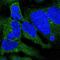 Cytoplasmic dynein 1 intermediate chain 2 antibody, PA5-59226, Invitrogen Antibodies, Immunofluorescence image 