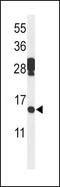 Programmed Cell Death 5 antibody, PA5-26638, Invitrogen Antibodies, Western Blot image 