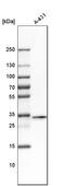 Protein FAM49B antibody, HPA009076, Atlas Antibodies, Western Blot image 